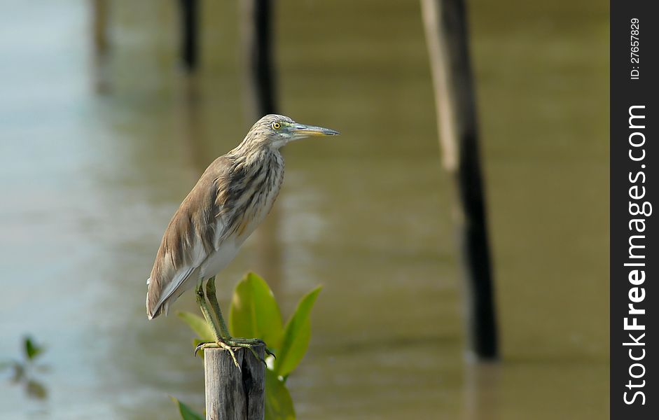 Chinese Pond Heron