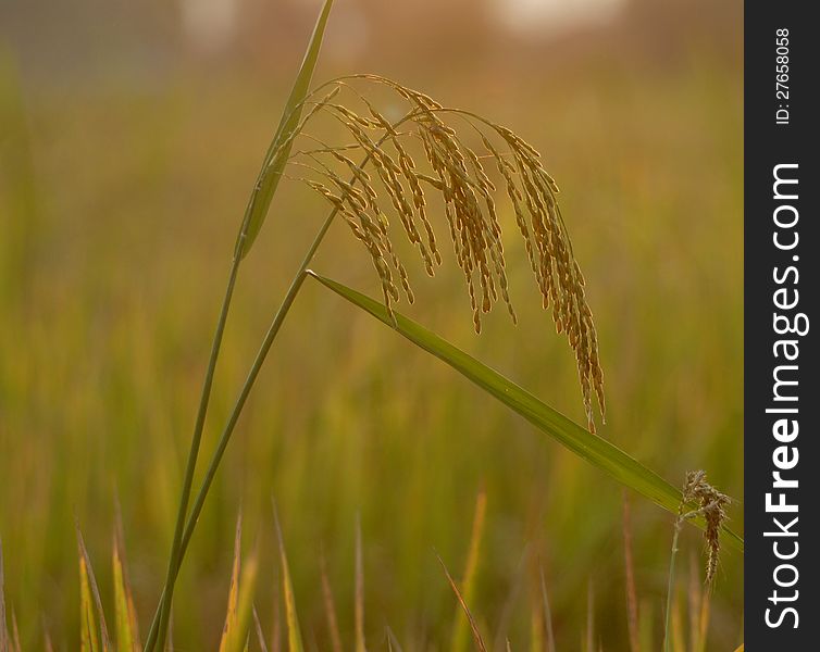 Rice In Nature Field