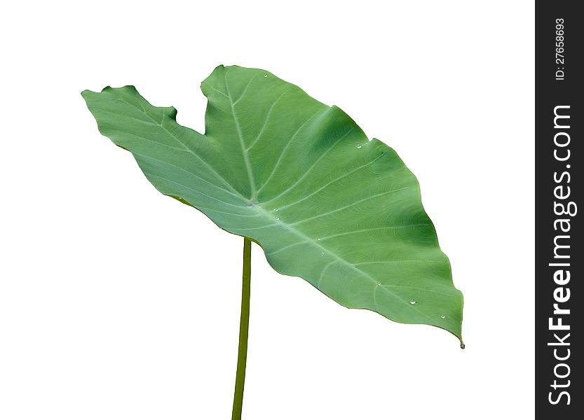 Green Caladium Leaf