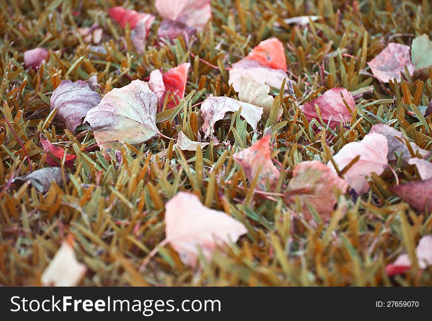 Fallen leaves on grass in autumn