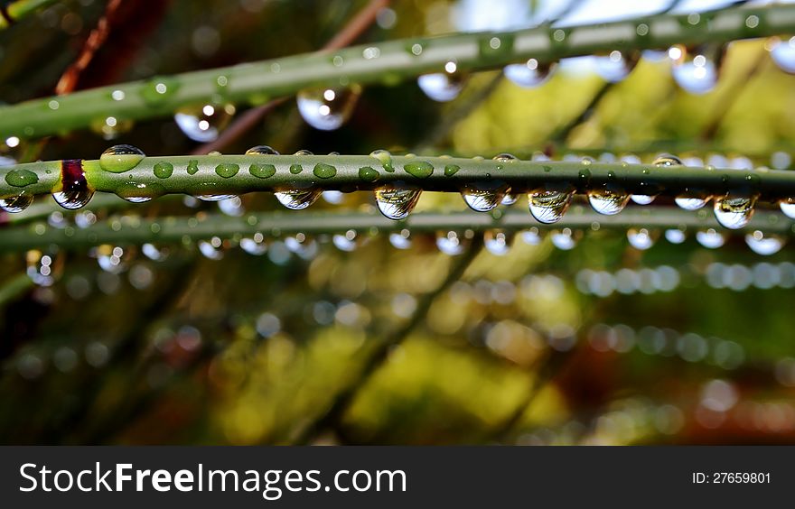 Macro image of raindrops on bamboo grass