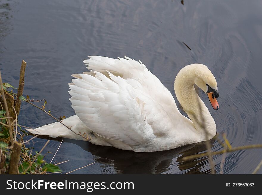 white swan floating on the lake