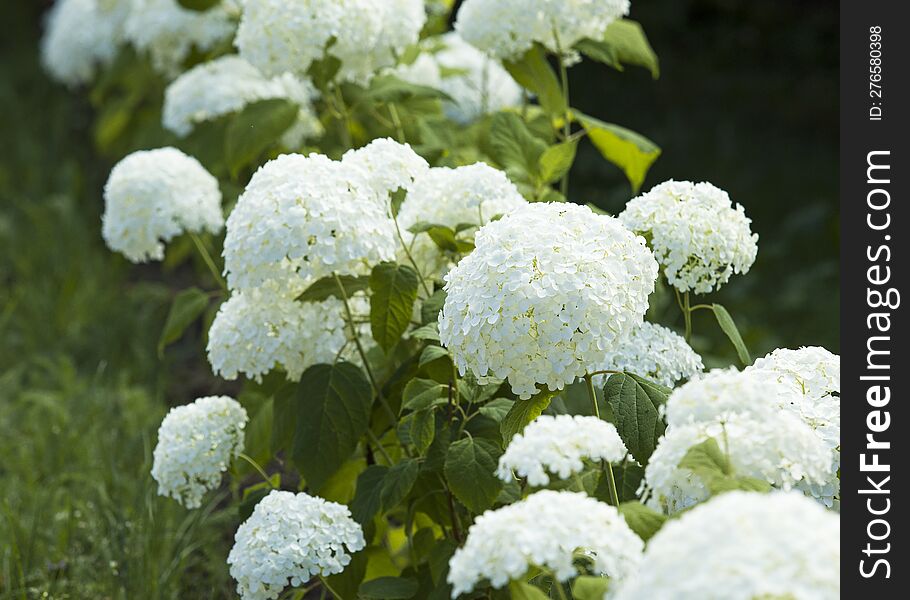 white hydrangea bushes in the garden, floriculture and horticulture theme