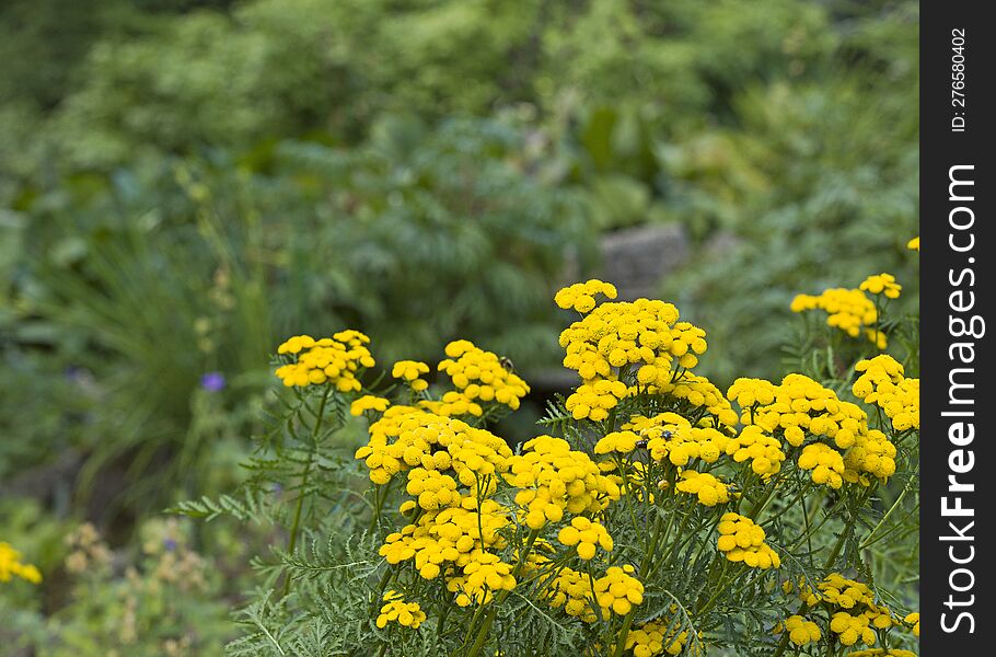 bushes of yellow flowers in the garden in spring, the theme of gardening and floriculture