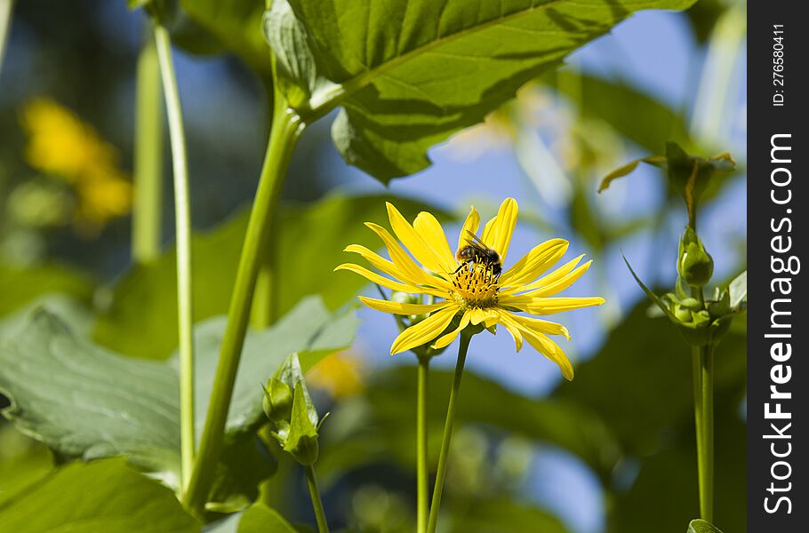 bee on a yellow flower in spring, yellow flowers against a blue sky