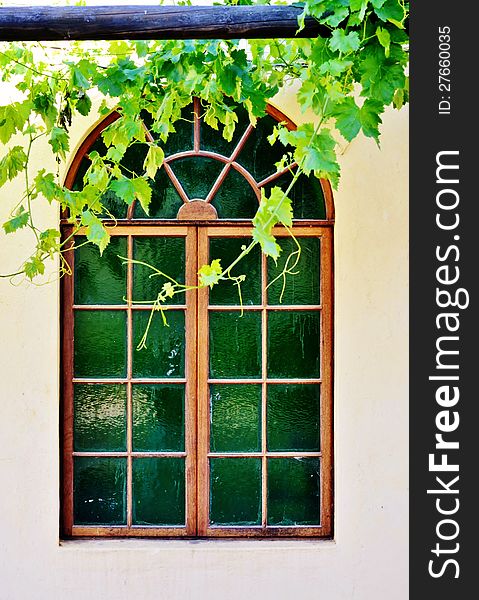 Wooden frame bay window with new wild wine leafs