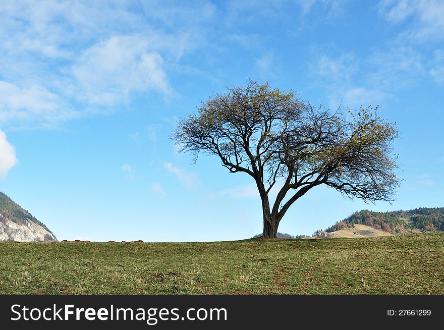 A tree in a grassy lawn on a hilltop