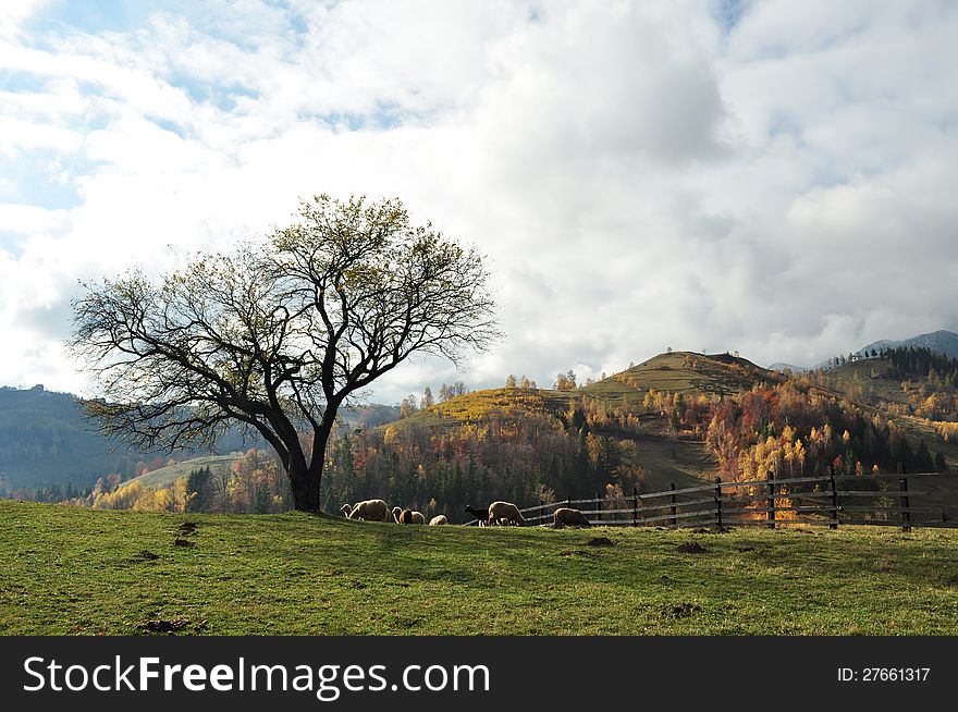 A tree and sheep in a autumn landscape .