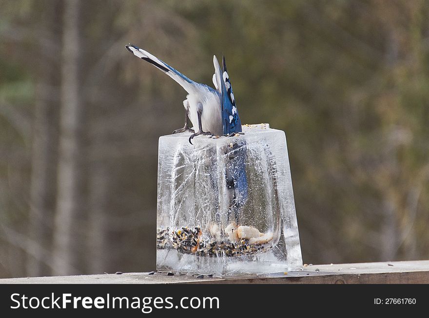 Blue Jay inside Ice Lantern Feeder getting Seeds