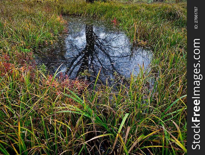 Tree reflection in water, autumn, the marsh district. Tree reflection in water, autumn, the marsh district