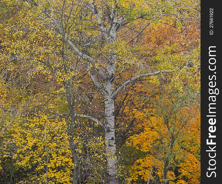Bright autumn motive, trees in the wood