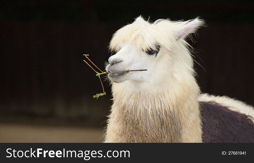 Beautiful graceful llama with white fur and branch in the mouth - dark background. Beautiful graceful llama with white fur and branch in the mouth - dark background