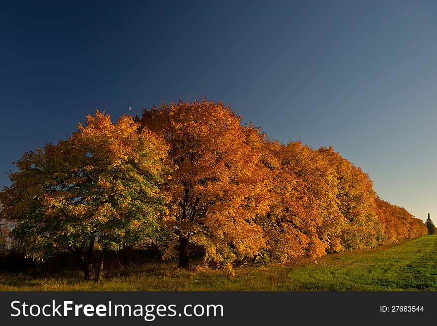 Bright beautiful autumn landscape, with golden leaves of a maple