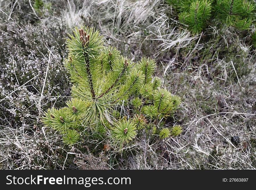 Small pine in a dry grass.
