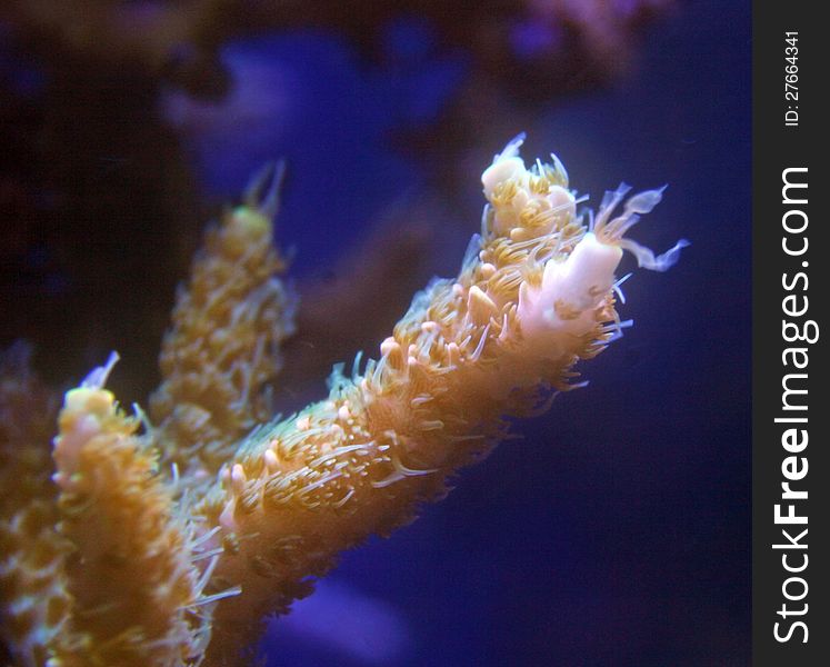 Acropora coral close up in a reef aquarium