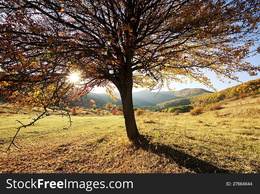 Lonely beautiful autumn tree and sunrays