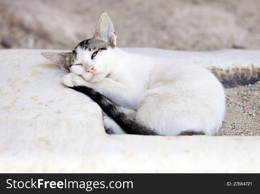 Cute little white cat sleeping on rock. Cute little white cat sleeping on rock
