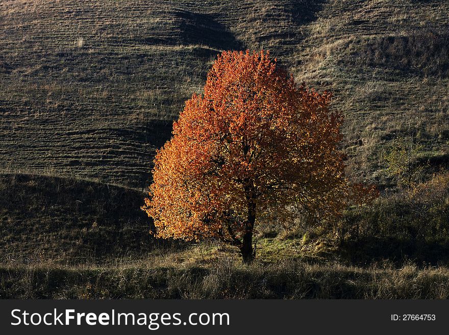 Lonely Autumn Tree