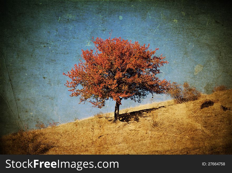 Vintage photo of lonely beautiful autumn tree. Vintage photo of lonely beautiful autumn tree