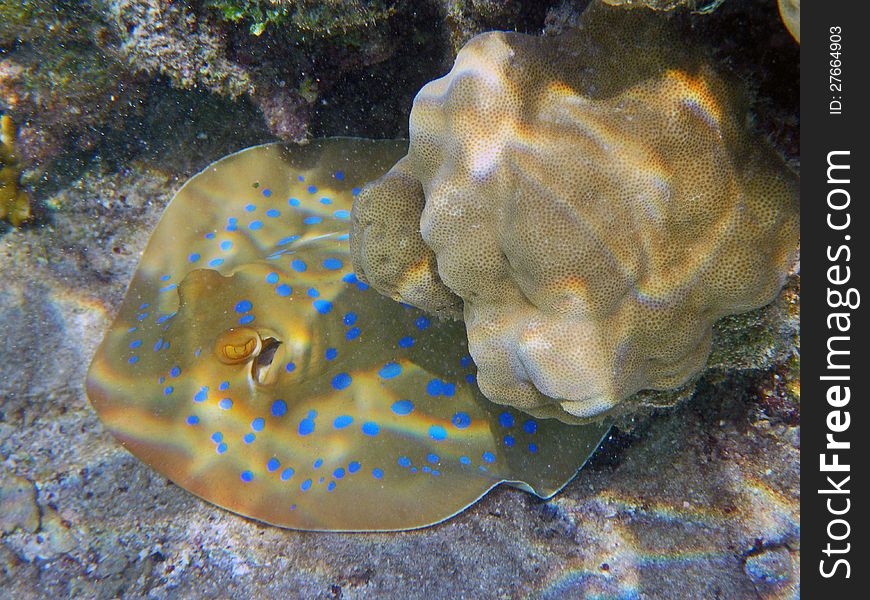 Blue spotted stingray