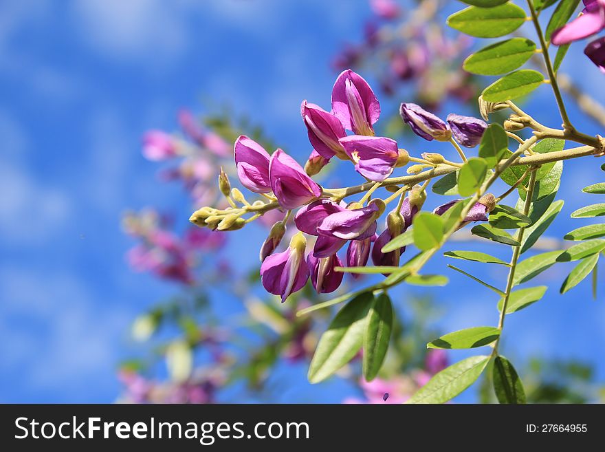 Blooming Corckbush flowers from Africa. Photo taken in Namibia. Blooming Corckbush flowers from Africa. Photo taken in Namibia.