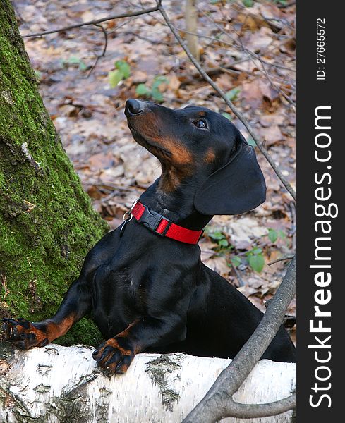 Young black and tan dachshund in autumn forest