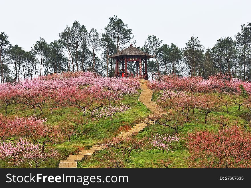 The spring comes and the peach trees are in full bloom. There is a pavilion on the hillside. The spring comes and the peach trees are in full bloom. There is a pavilion on the hillside.