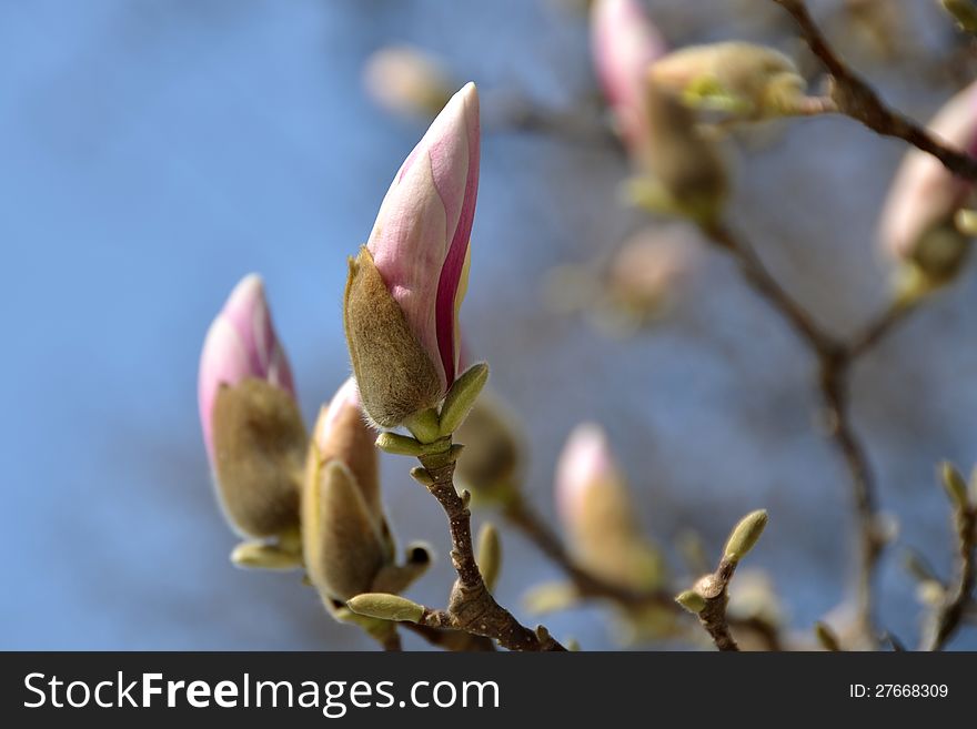 Closed pink buds of Magnolia tree in Salzburg, Austria. Closed pink buds of Magnolia tree in Salzburg, Austria