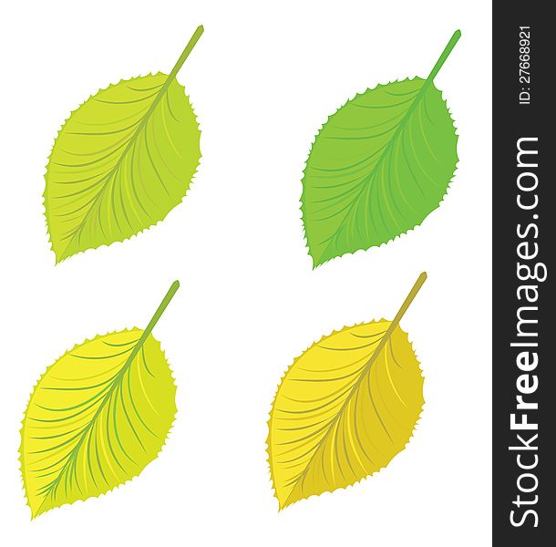 Set of colorful bright autumn leaves on white background. Set of colorful bright autumn leaves on white background.