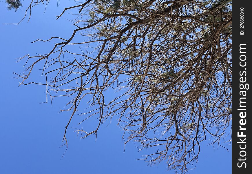 Tree On The Beach On Crete, Greece