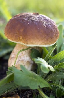 Boletus Edulis Mushroom Royalty Free Stock Photo Boletus Edulis Mushroom Royalty Free Stock Photo