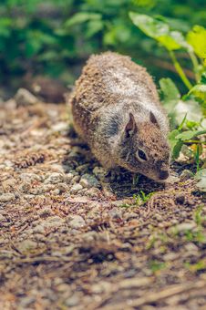 Squirrel Looking For Food In The Forest Stock Photos Squirrel Looking For Food In The Forest Stock Photos