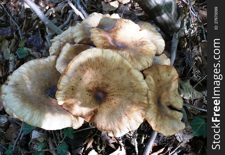 Some fungi grow on the tree as a tree beech,birch plum,same grow an oak forest the stump. Some fungi grow on the tree as a tree beech,birch plum,same grow an oak forest the stump