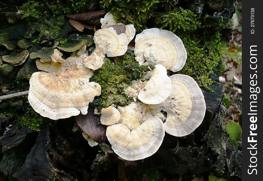 Some fungi grow on the tree as a tree beech,birch plum,some grow an oak forest,the stumps. Some fungi grow on the tree as a tree beech,birch plum,some grow an oak forest,the stumps