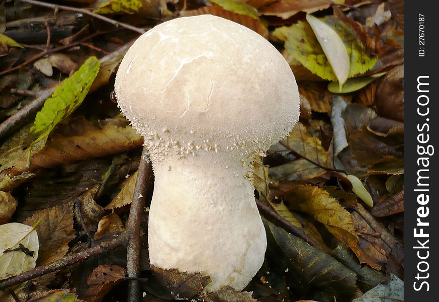 Mushroom