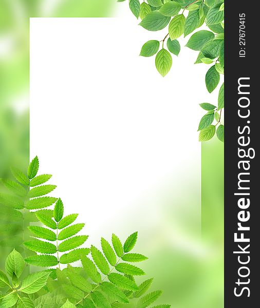Green background with leaves and blank white surface for text. Green background with leaves and blank white surface for text