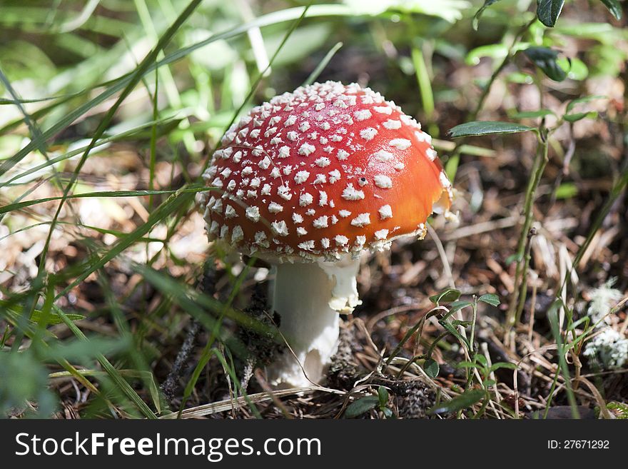 A toxic mushroom, the Amanita muscaria, fly agaric