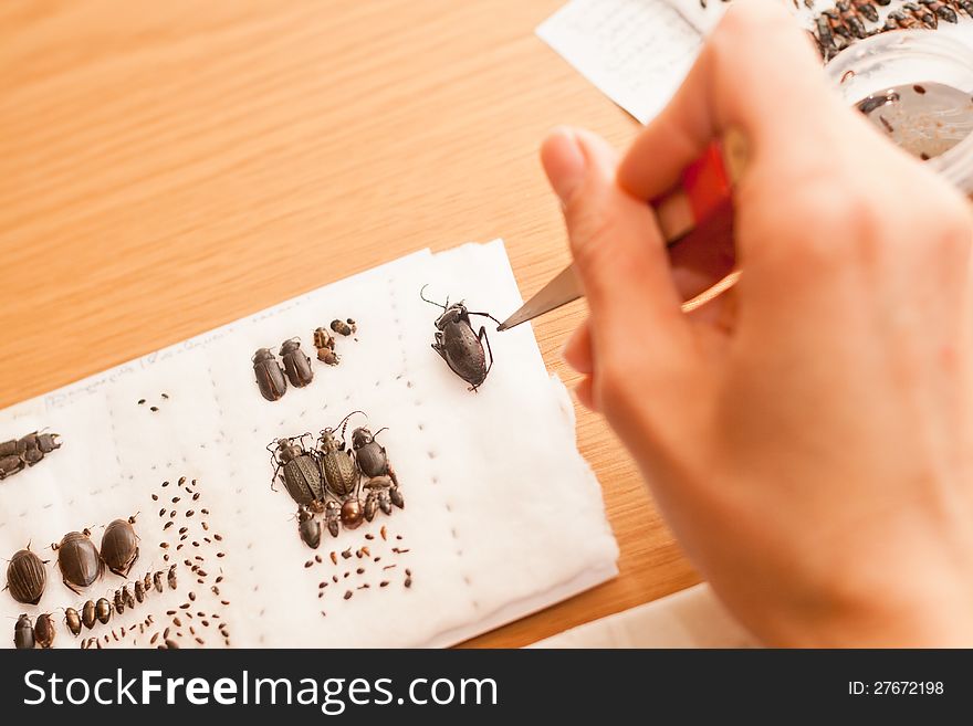 The process of compiling a collection of beetles