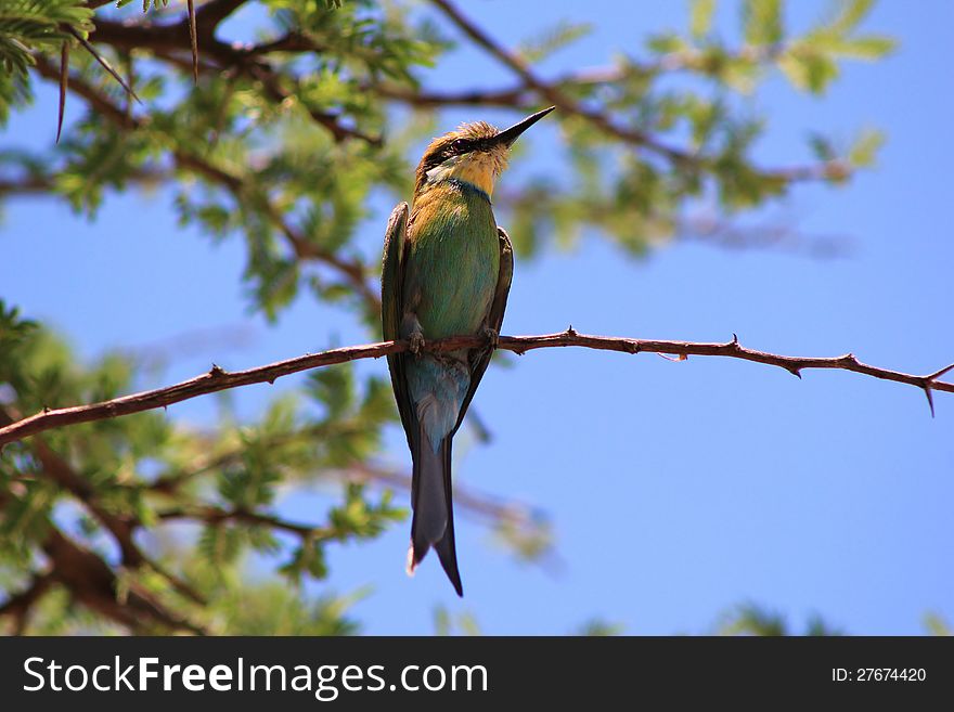 Bee-eater Greens - African Wild Birds