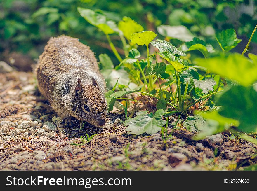 Squirrel looking for food in the forest