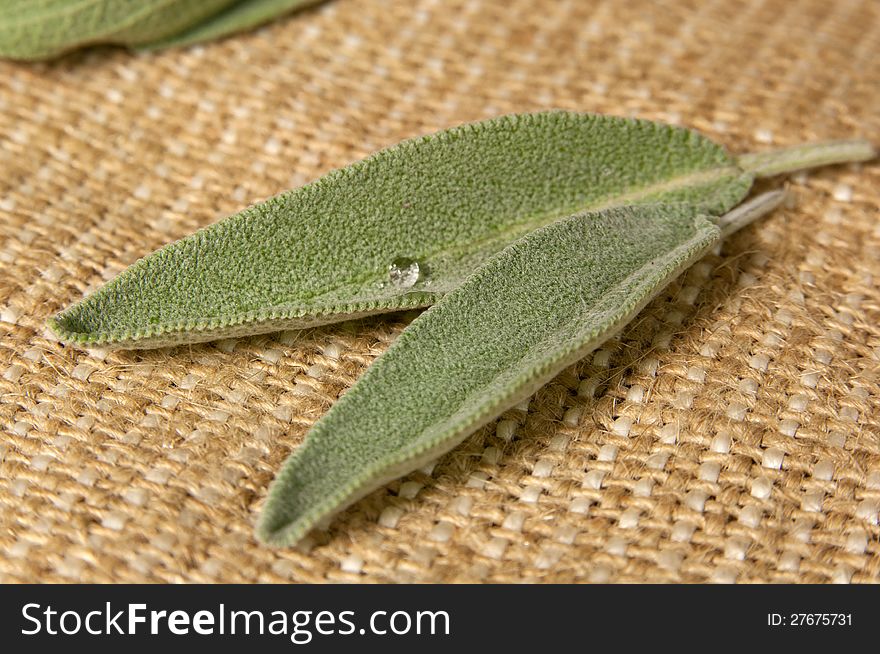 Salvia leaves on sacking background