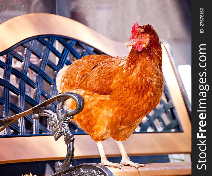 A hen enjoying the sunshine on a bench. A hen enjoying the sunshine on a bench.