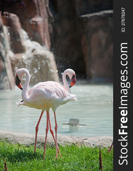 Two flamingos posing in a symmetrical manner. Two flamingos posing in a symmetrical manner