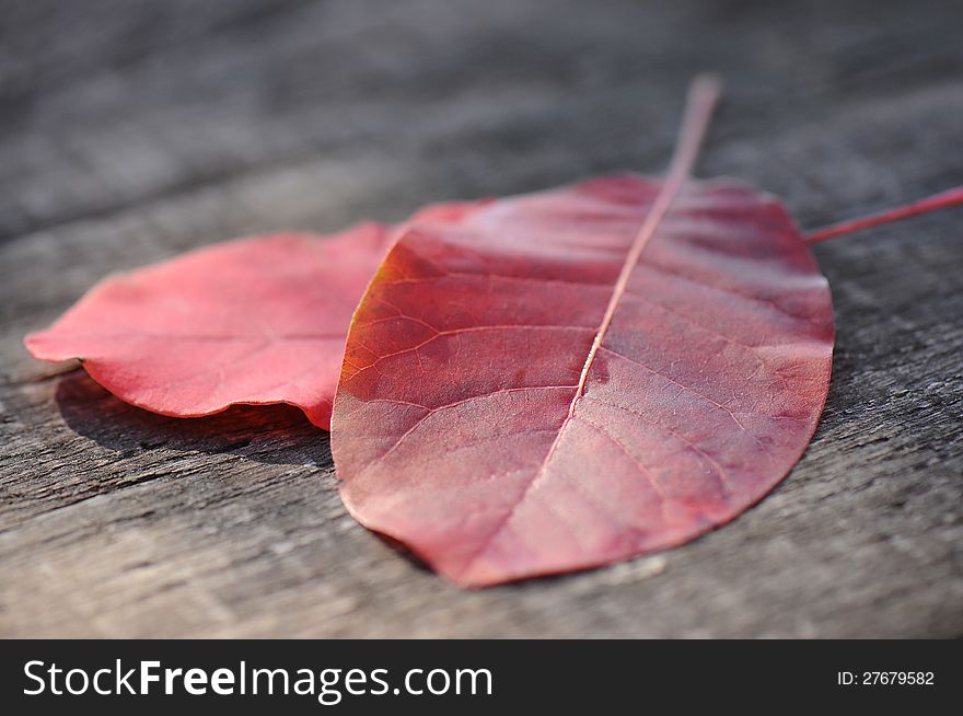 Autumn Leaves over wooden background