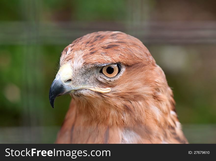 Close-up of hawk in a zoo