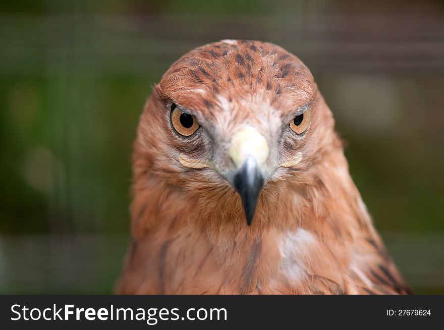 Close-up of hawk in a zoo