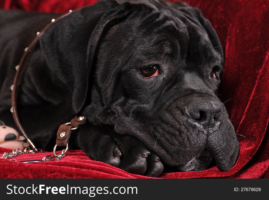 Black cane corso four month puppy portrait closeup lying on red velvet background. Black cane corso four month puppy portrait closeup lying on red velvet background.