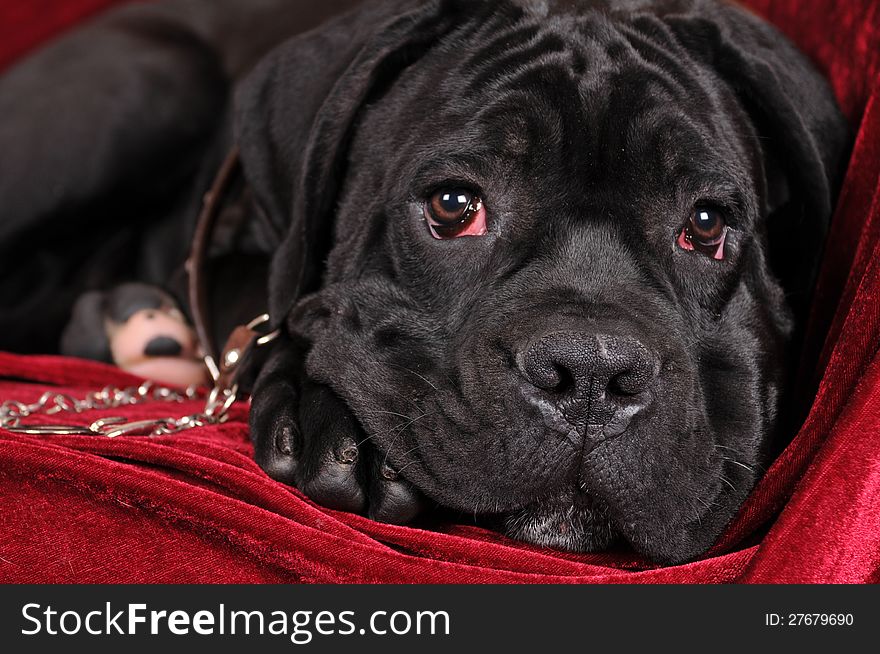 Black cane corso four month puppy portrait closeup on red velvet. He is lying on his paw and sadly looking in camera. Black cane corso four month puppy portrait closeup on red velvet. He is lying on his paw and sadly looking in camera