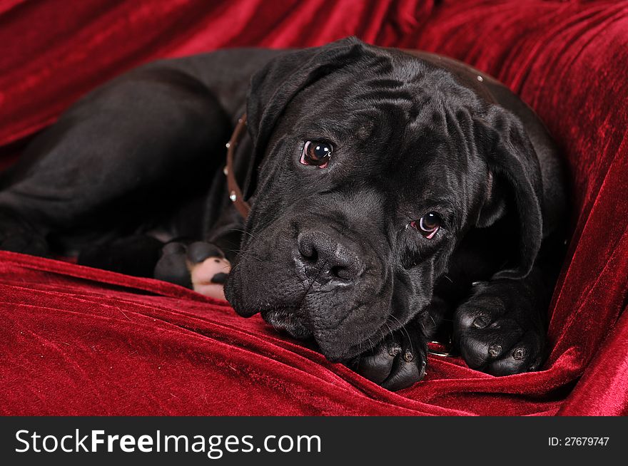 Cute cane corso puppy portrait