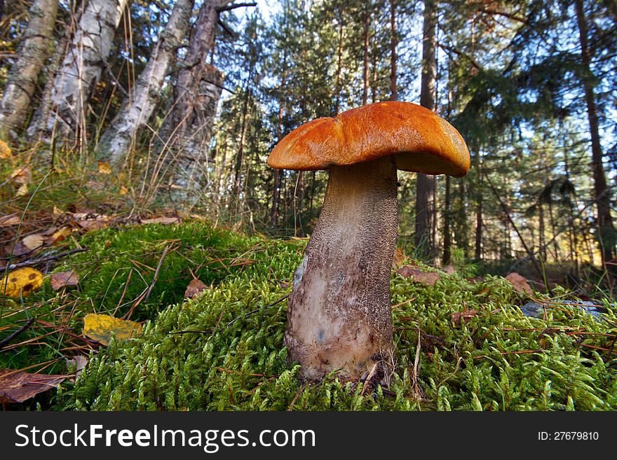 Orange birch bolete mushroom , leccinum versipelle , in forest landscape